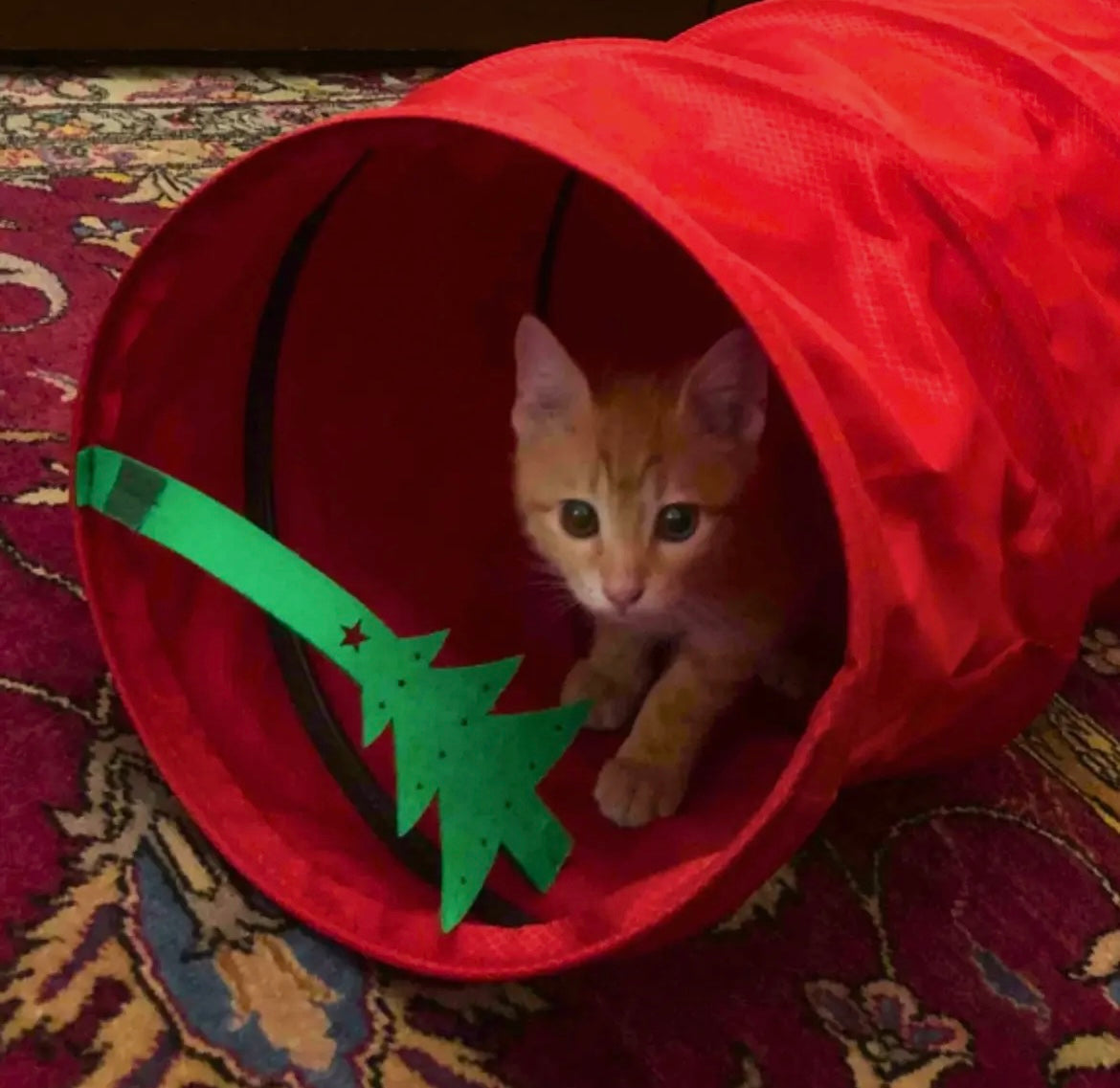 Interactive strengthened cat tunnel