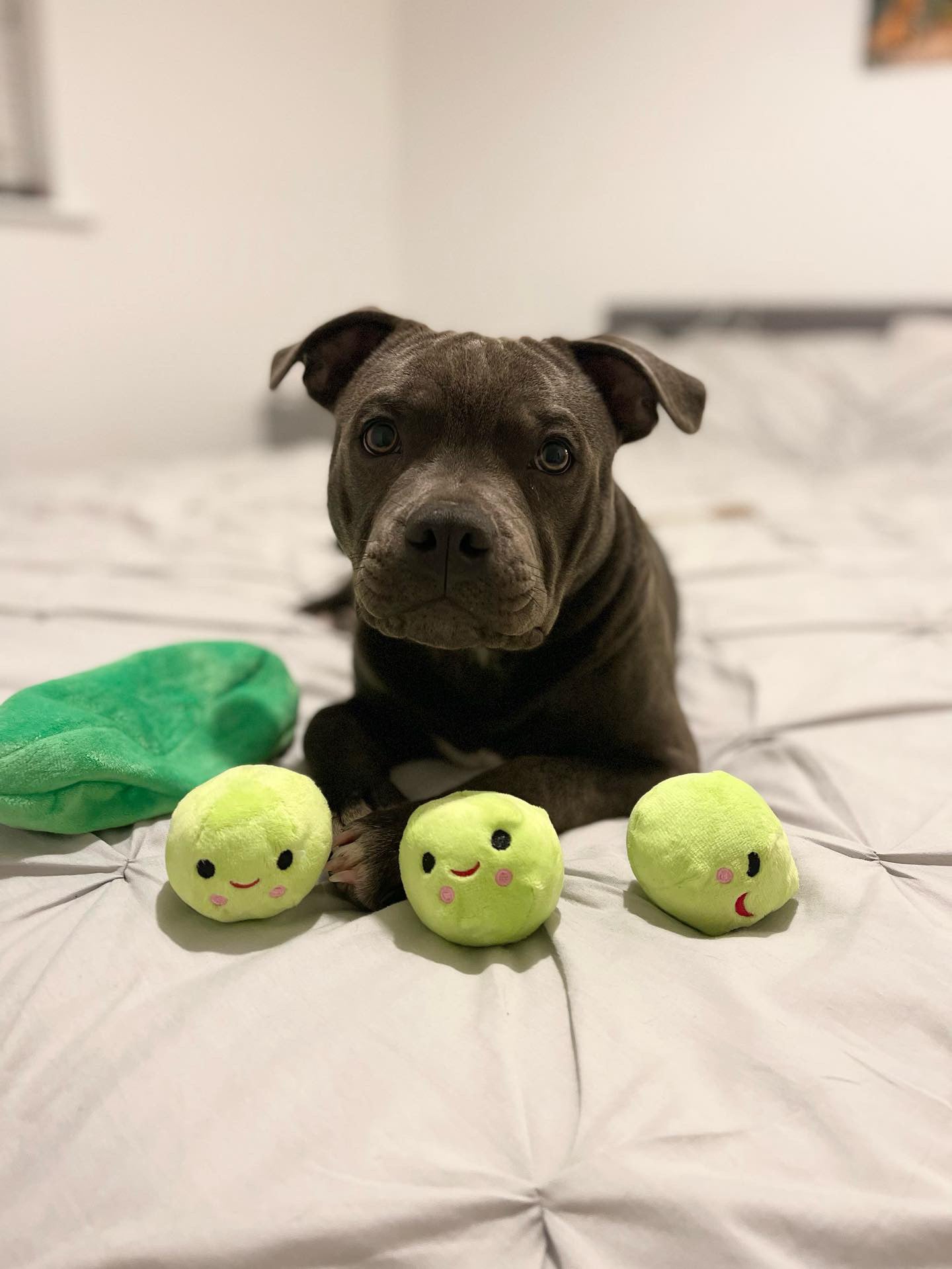 Pea Snuffle Toy