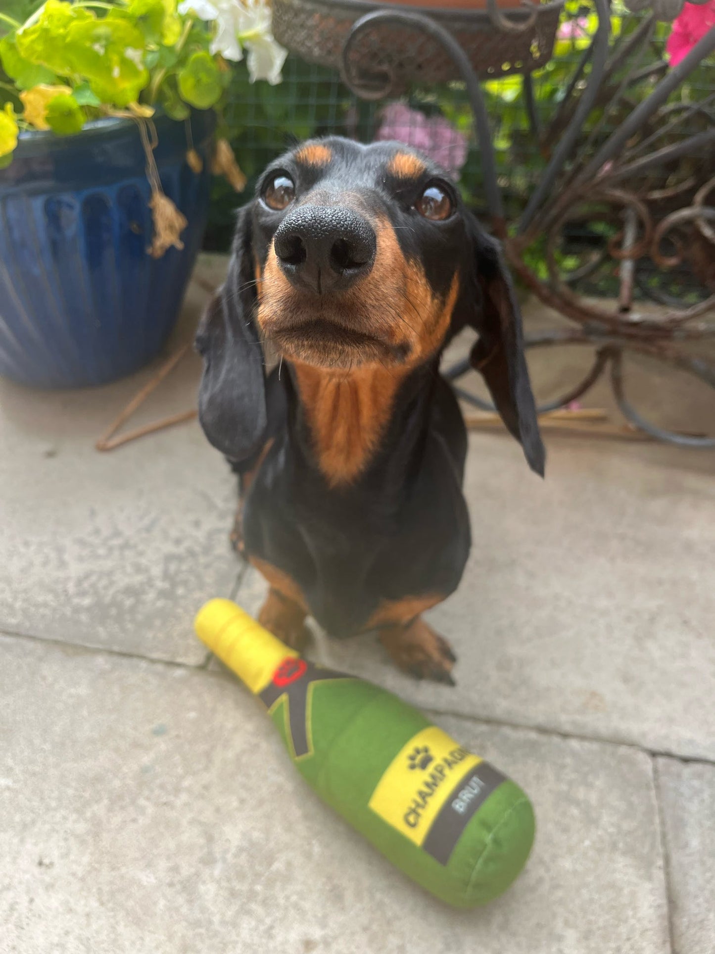 Champagne Toy