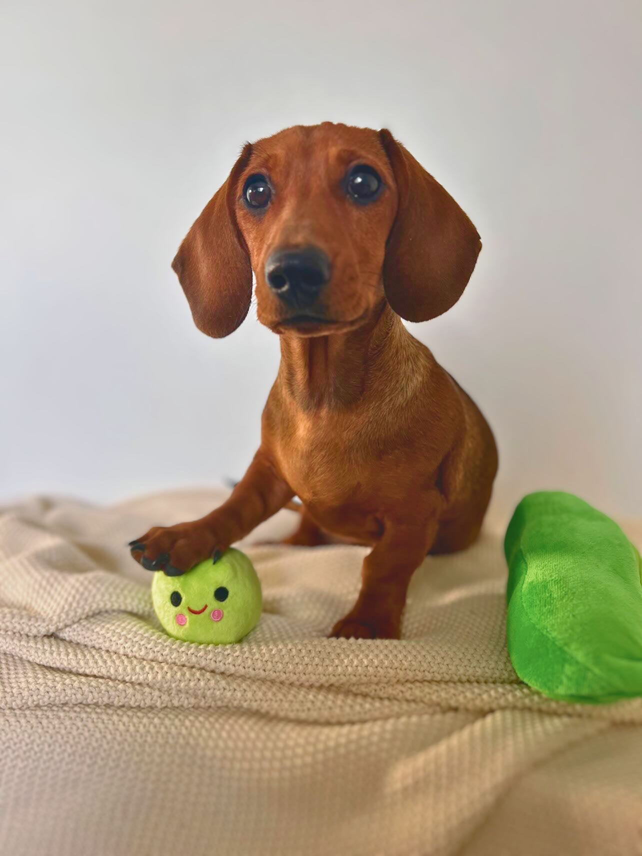 Pea Snuffle Toy