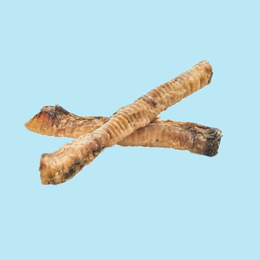 Goats trachea