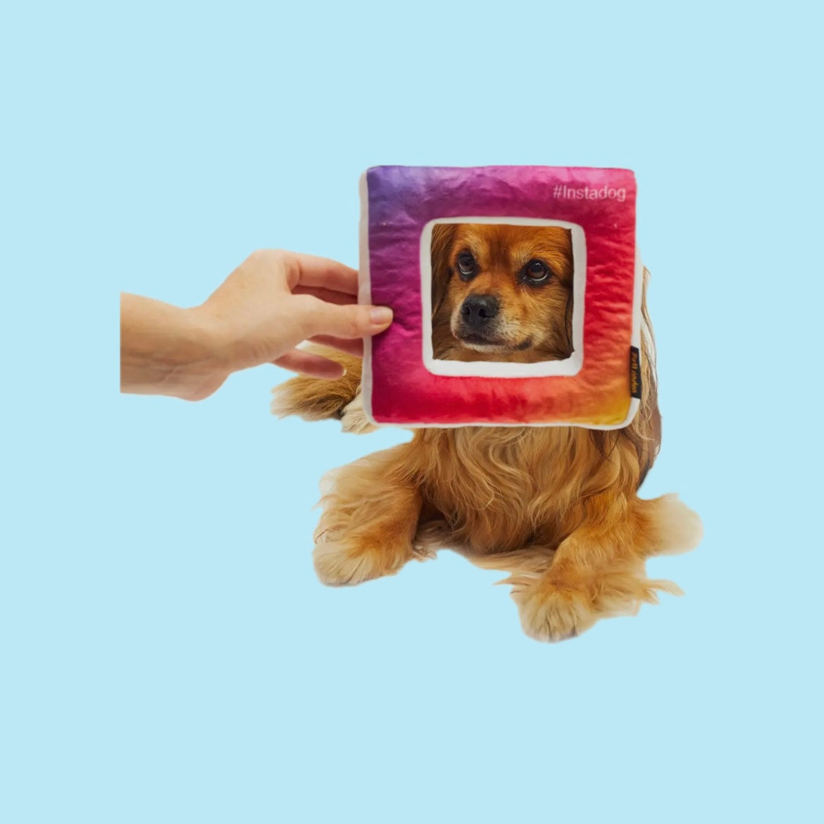 InstaDog toy